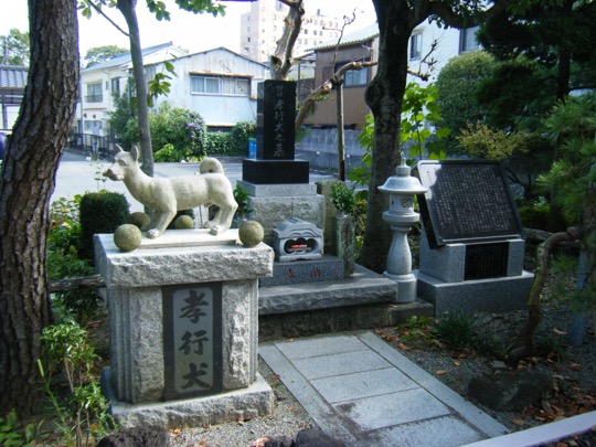 th_ Madoka Takayuki Aketera dog .jpg th_圓明寺孝行犬.jpg