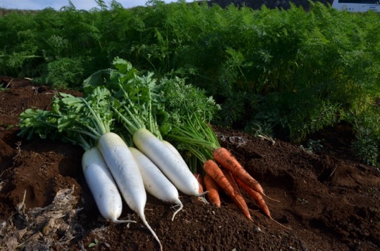 th_ Hakone western flank Mishima vegetables and field .jpg th_箱根西麓三島野菜と畑.jpg