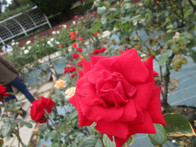 IMG_2715.JPG