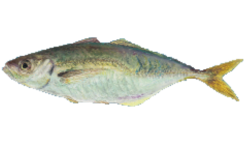 35+ Mackerel fish japanese name info