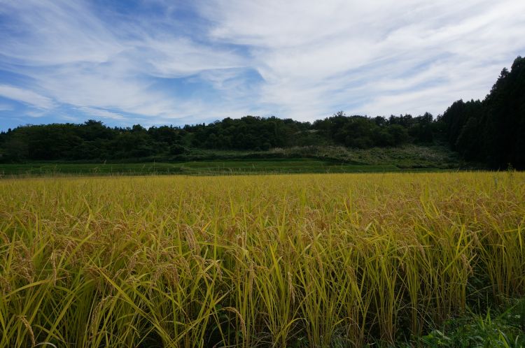 Japanese Rice Inaho inaho1_750px.jpg