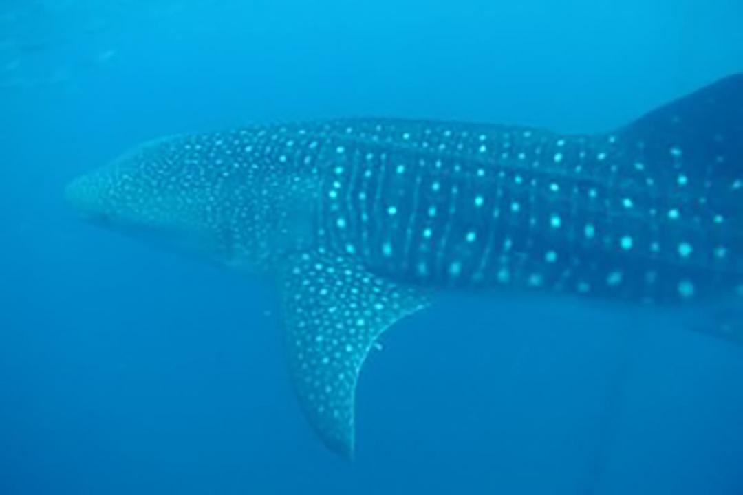 Whale Shark