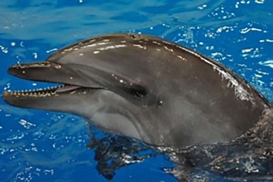 Common Bottlenose Dolphin