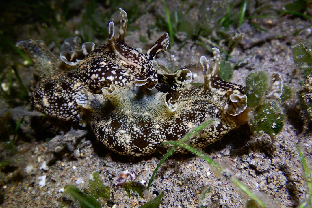 Sea Slug