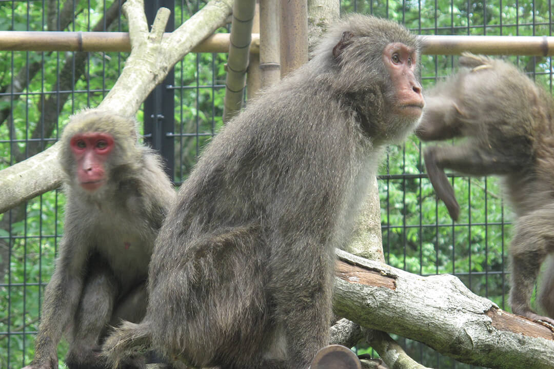 Yakushima Macaque