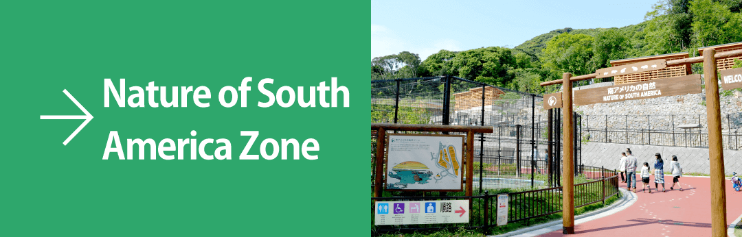 Nature of South America Zone