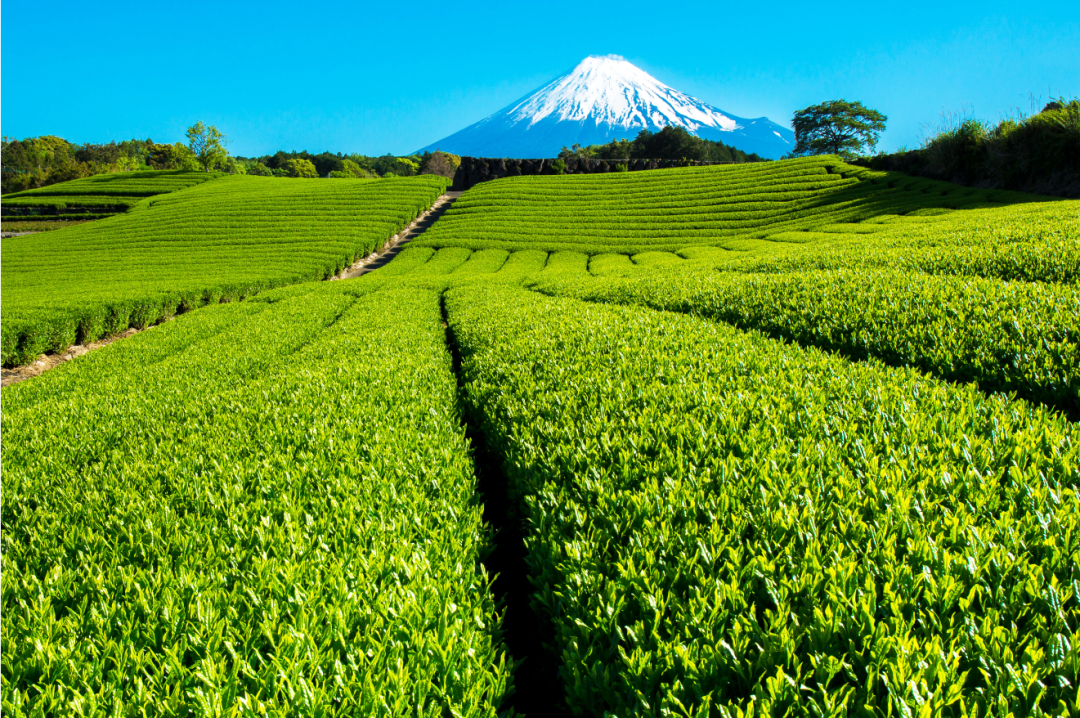 静岡茶畑.png