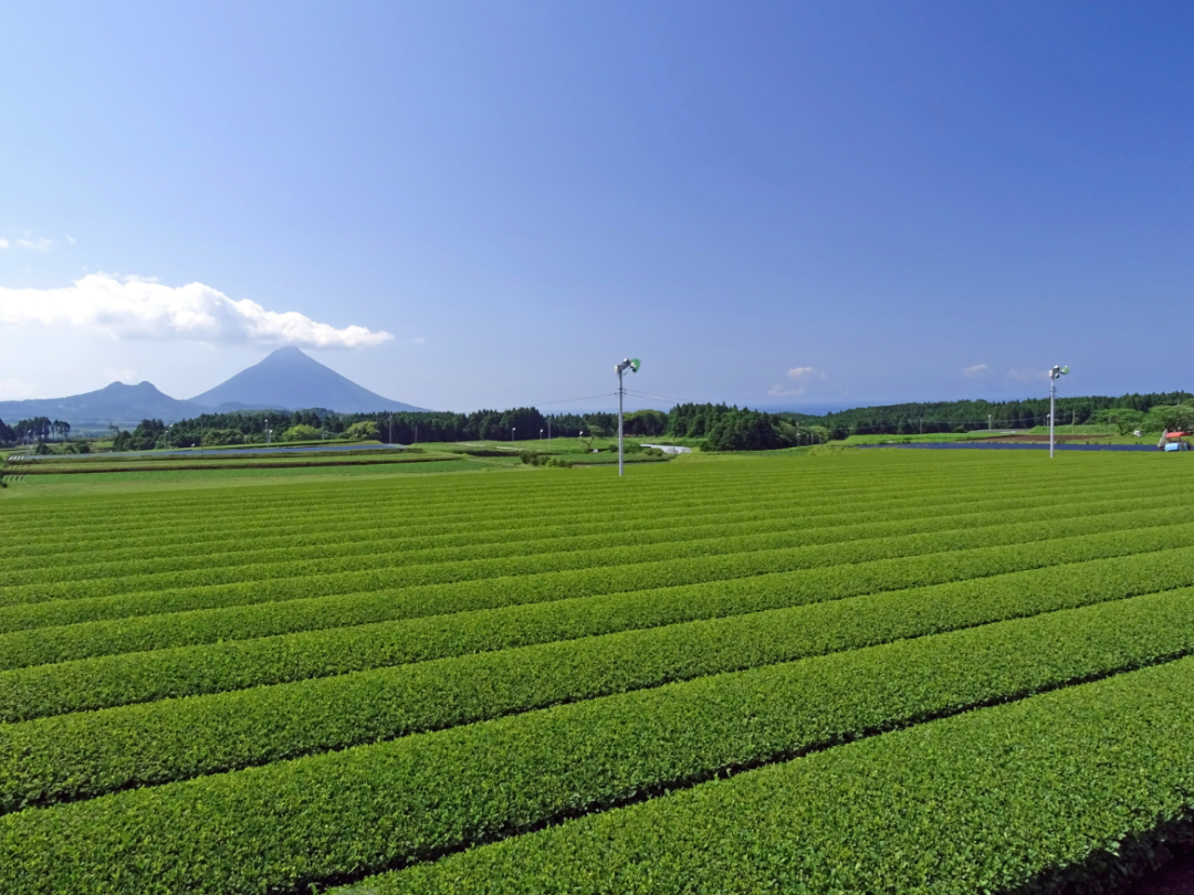 鹿児島茶畑.png
