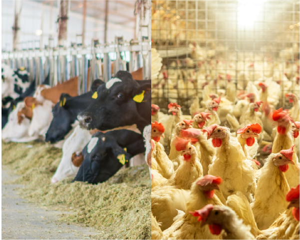 exhibit02_LivestockIndustry