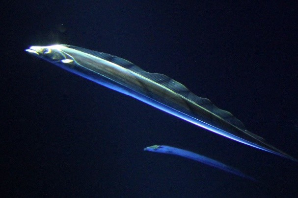 Image1.jpg 画像1.jpg