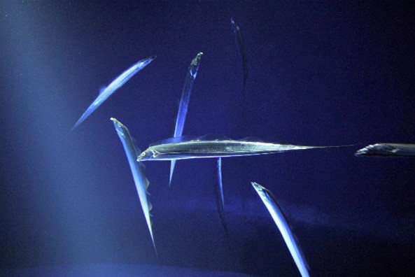 Image4.jpg 画像4.jpg